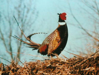 GFPheasant.jpg (19849 bytes)