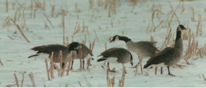 GFSnowGeese.jpg (13604 bytes)