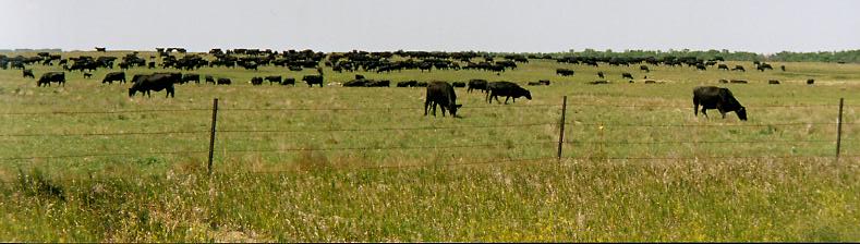 krugercows.jpg (40983 bytes)